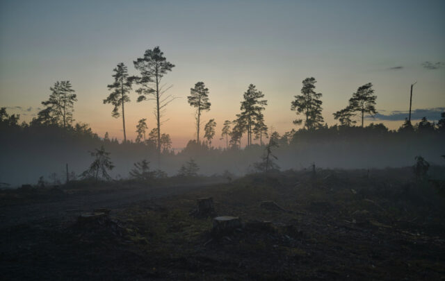 Clearcut forest in Estonia.