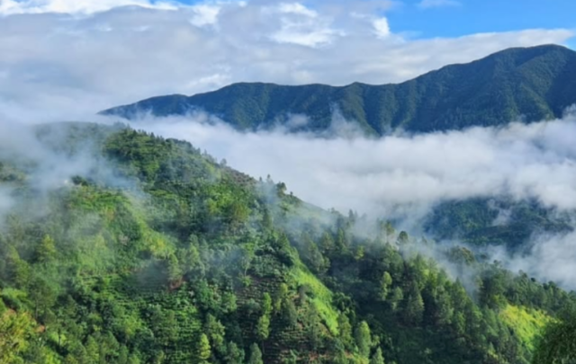 Blue Mountains in Jamaica