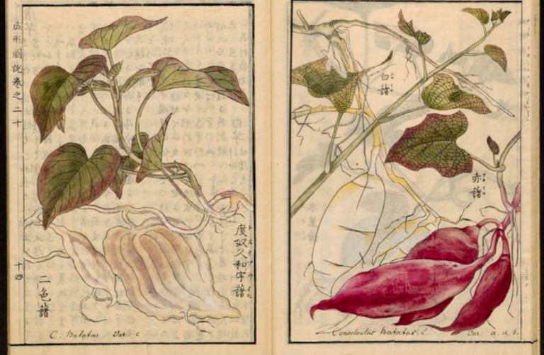 Sweet potato plant drawings