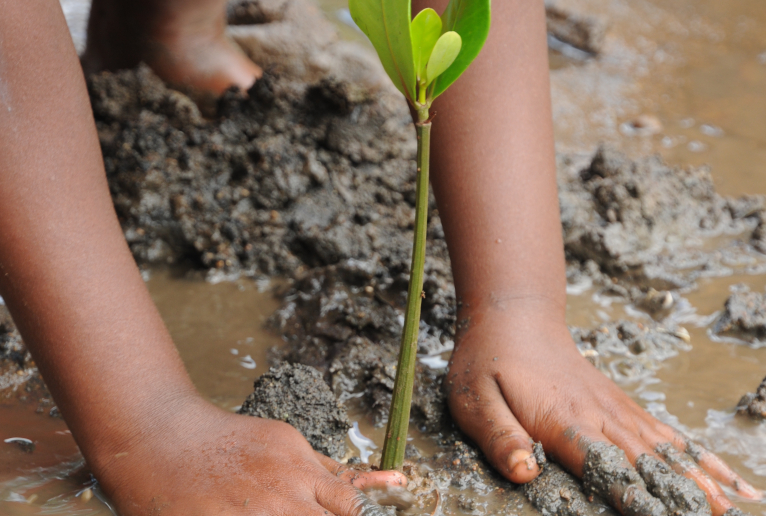 Mangrove restoration