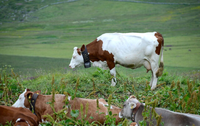 cows grazing in Switzerland, an example of stocking capacity.