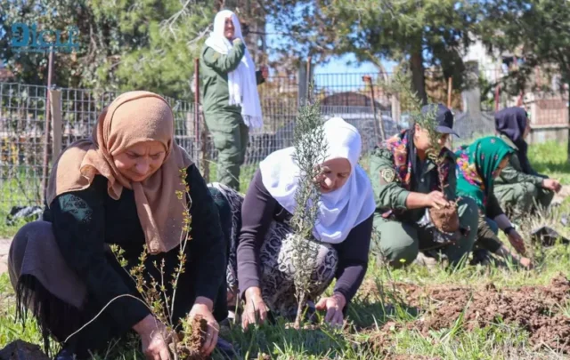 Tree planting in Rojava