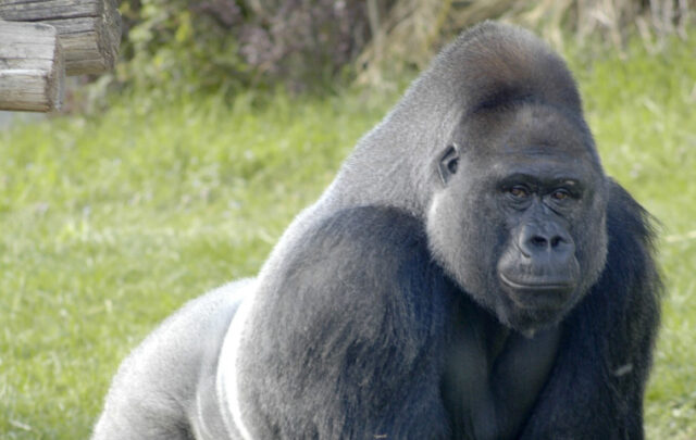 Silverback gorilla
