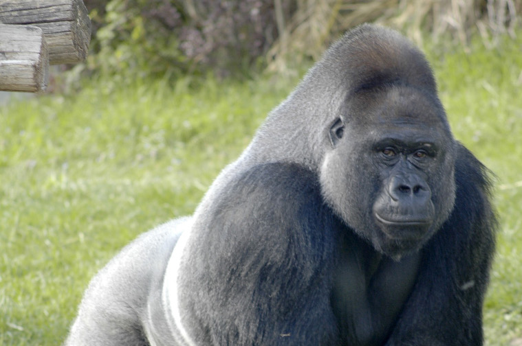 Silverback gorilla