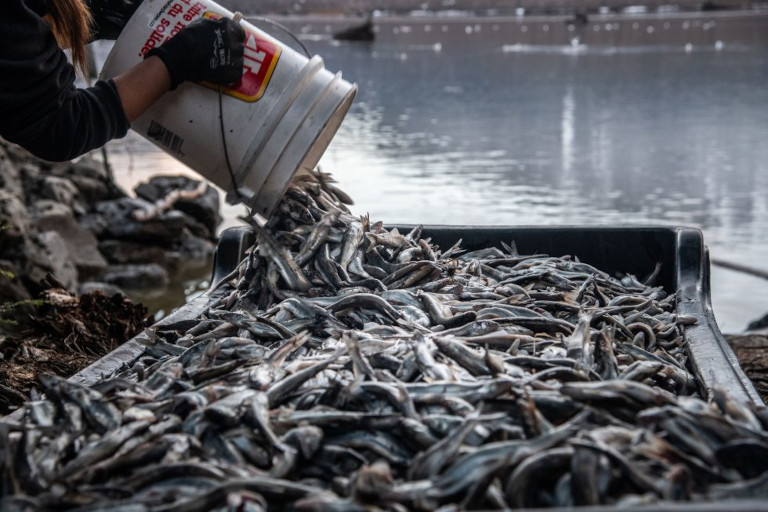 Pouring eulachon catch into bins