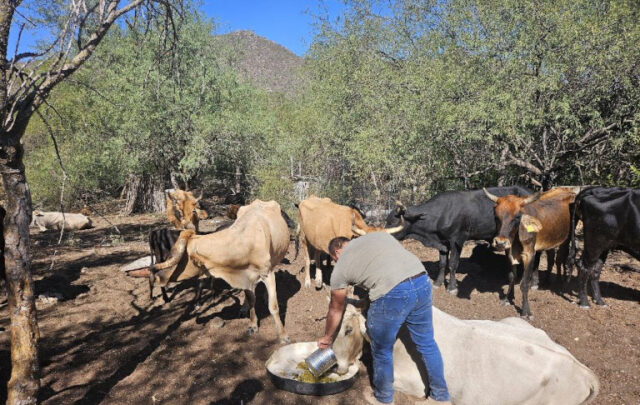 Baja California ecosystem restoration