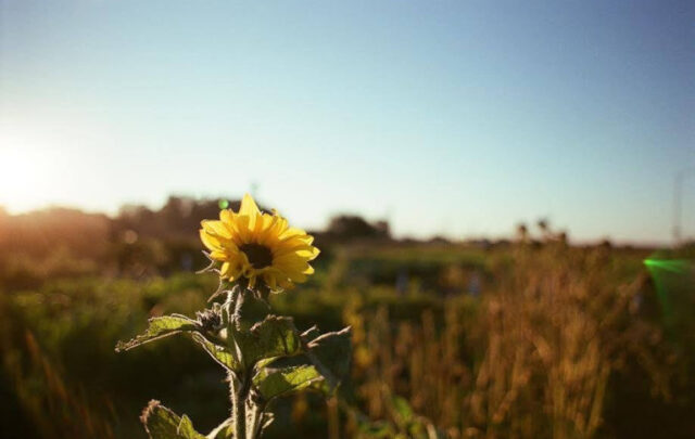 Homeless Garden Project