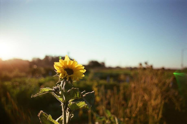 Homeless Garden Project