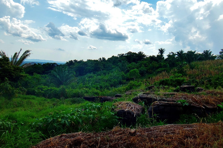 Cacao plantation using Mayan techniques.