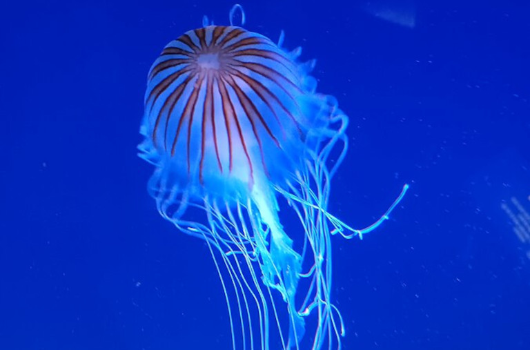 Jellyfish