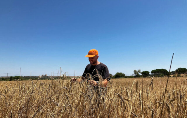 Growing ancient grains in Portugal