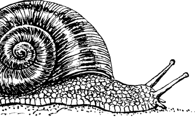 Degrowth snail