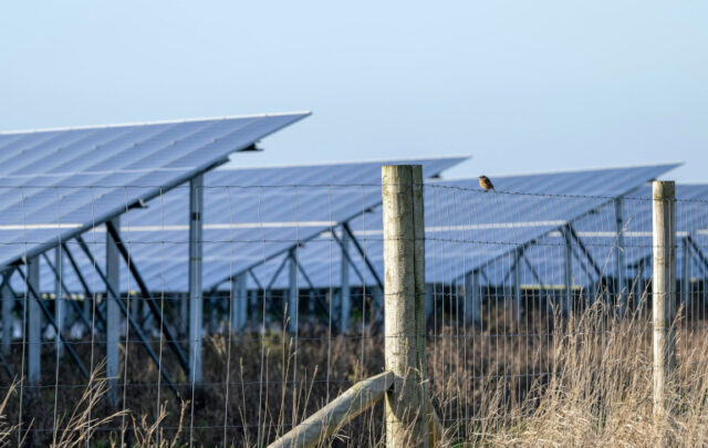 solar farm with stonechat