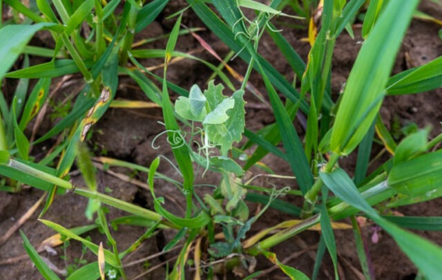 Close-up of the mix of triticale, spelt, and fava beans at the Bergerie. Photo: Adèle Violette