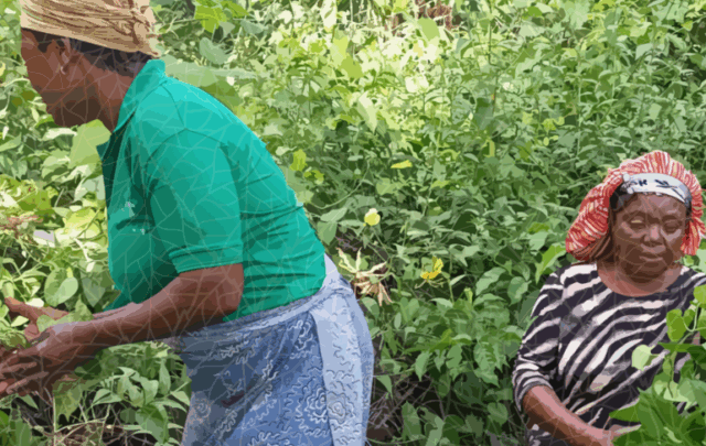 Boki women in the forest