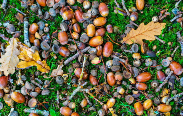Acorns