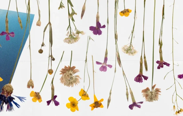 The Seas and Cs of Collapse zine