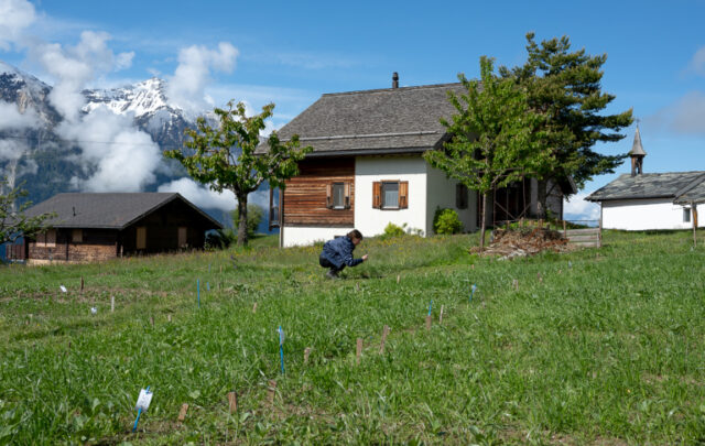 Biodiversity conservation plots managed by the Erschmatt Botanical Garden. Photo: Adèle Violette