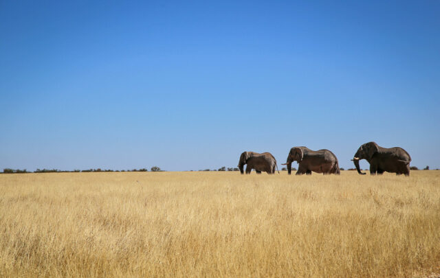 Elephants in Namibia