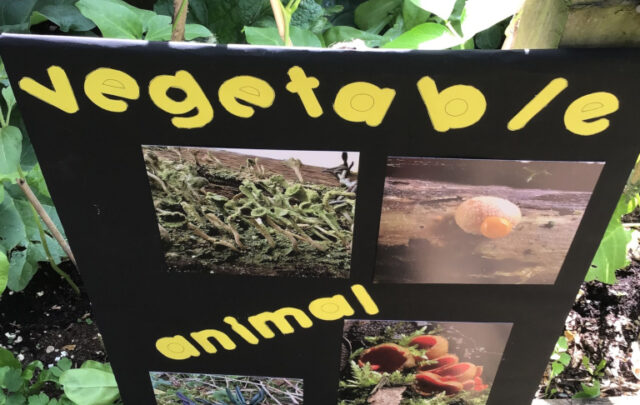 Display from Greener Henley's Big Green Festival