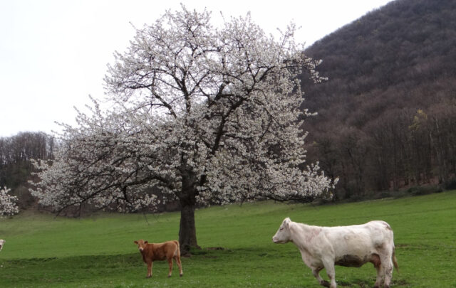 Cattle on the Roussière farm.
