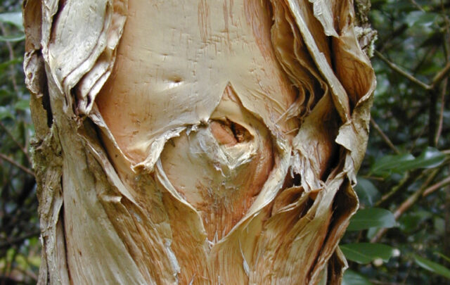 paperbark