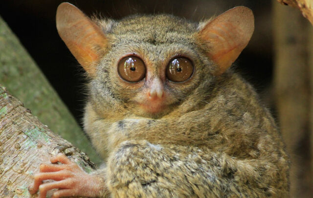 tarsier