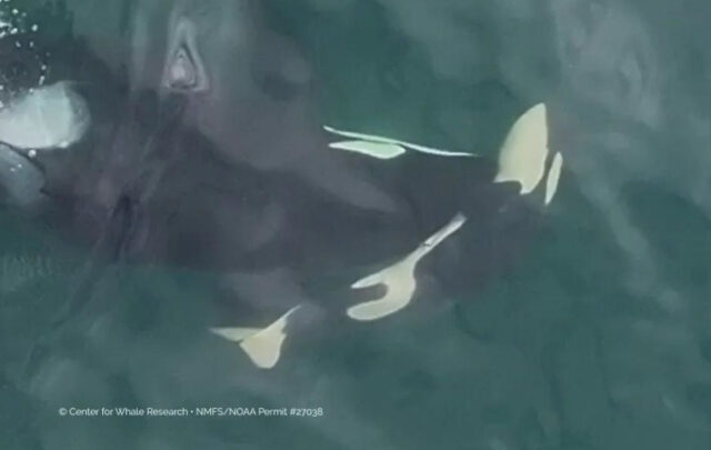 Mother orca pushing dead baby