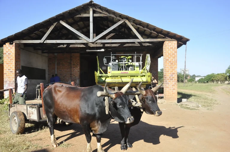 oxen and combine harvester