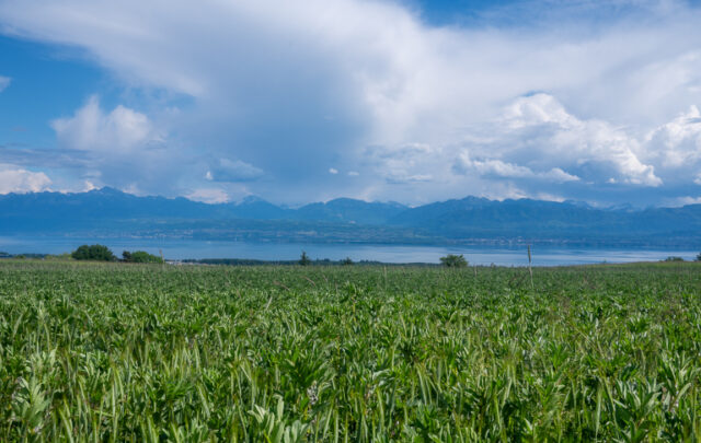 View of Lake Geneva from this wheat–fava bean field. Photo: Adèle Violette