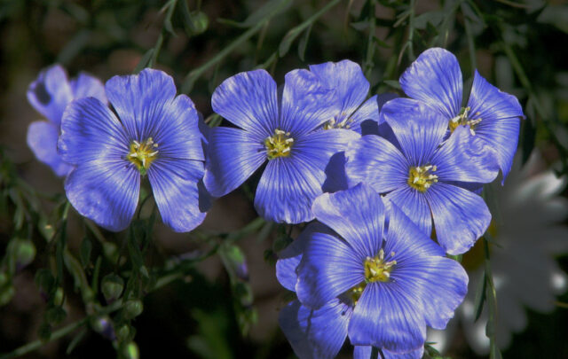flax flowers