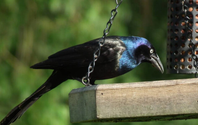 grackle