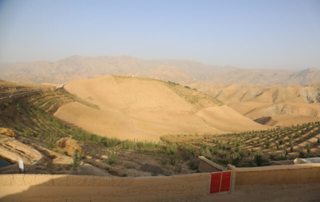 Afghan micro-forest