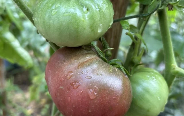 field-grown tomatoes
