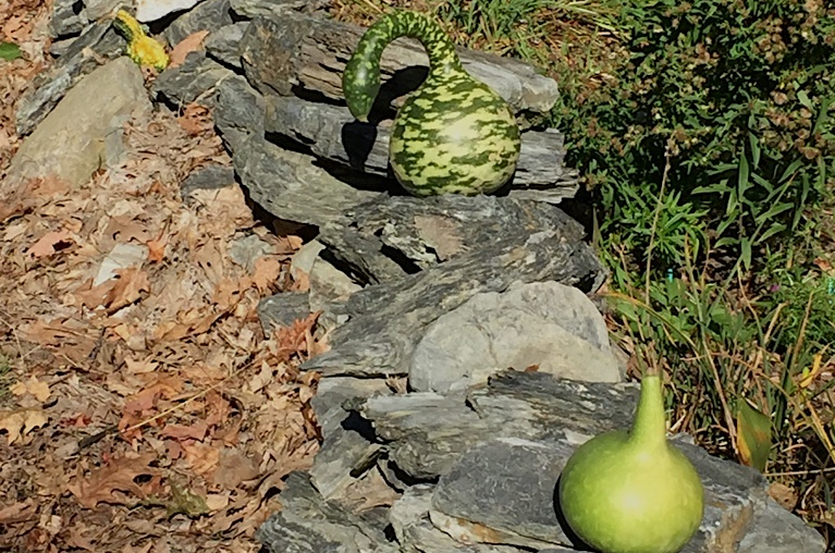 Gourds on wall
