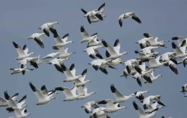 wild geese in flight