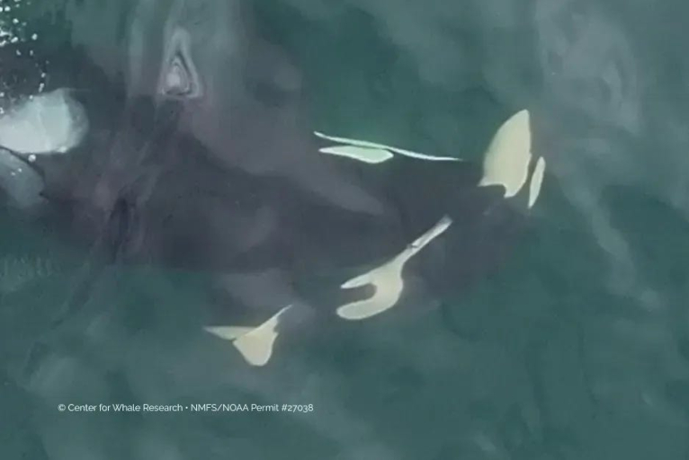 Alki the orca pushing her dead calf