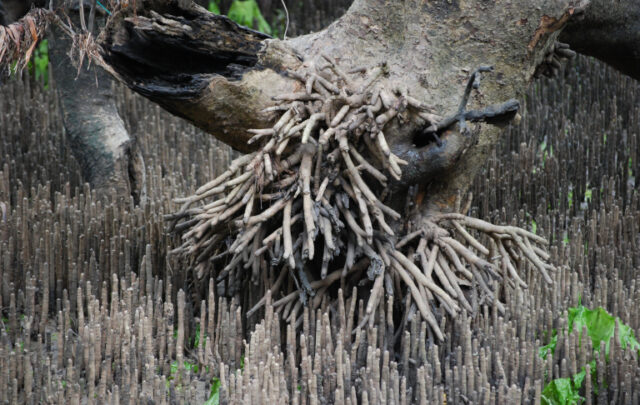 Sideways growth in mangrove