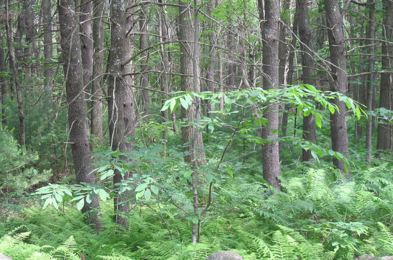 Young chestnut trees