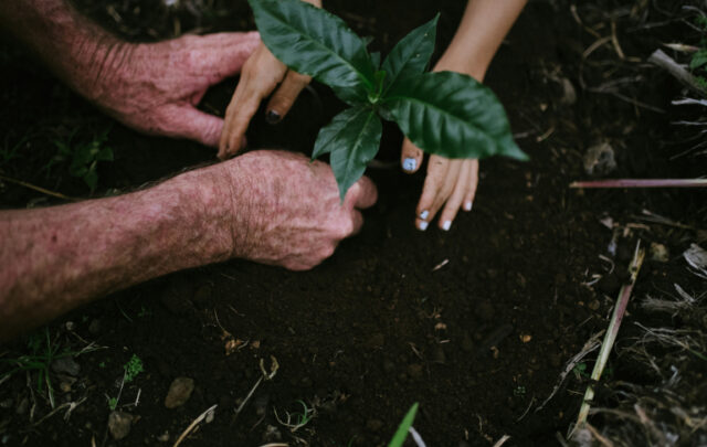 hands planting seeds