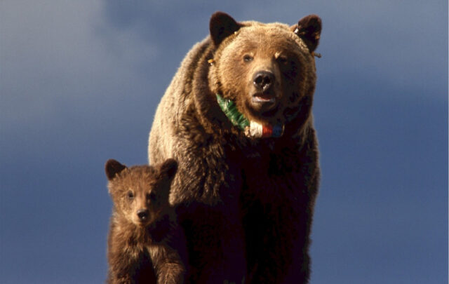 grizzly bear with cub