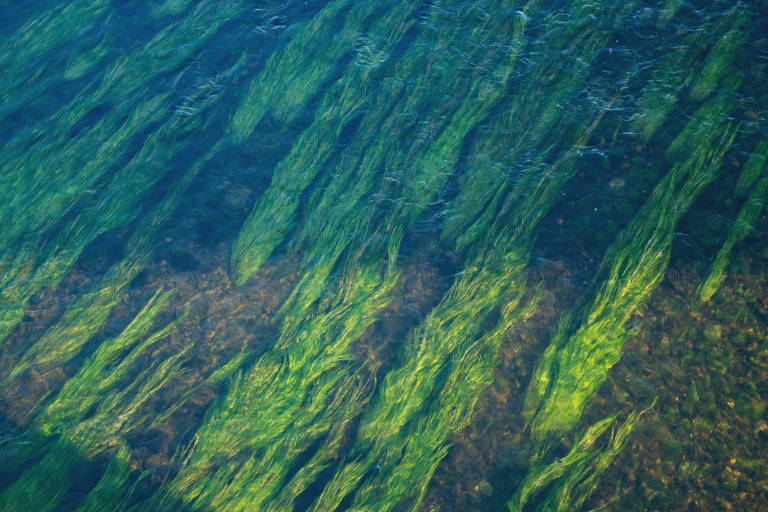 seagrass