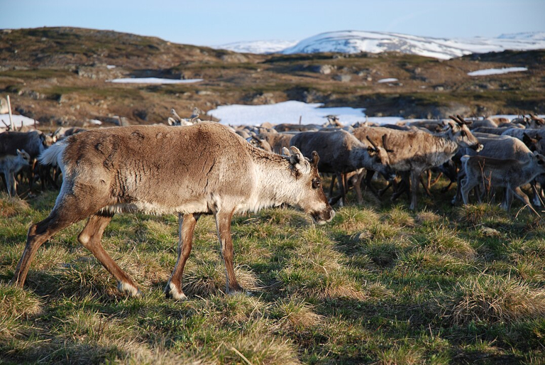 Reindeer calf marking in a Sami area of northern Sweden