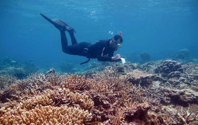 coral reef science diving