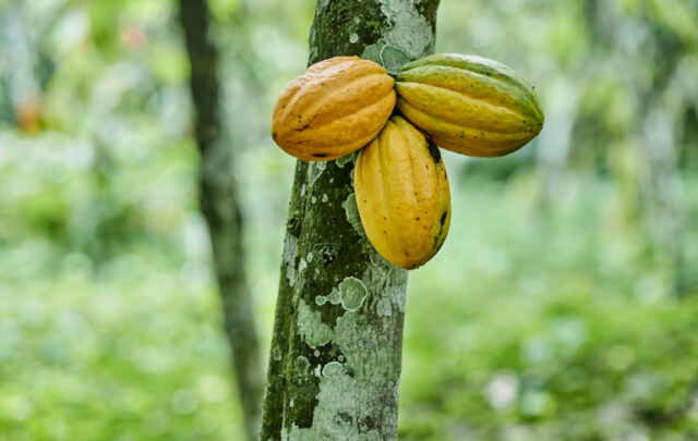 cocoa plant
