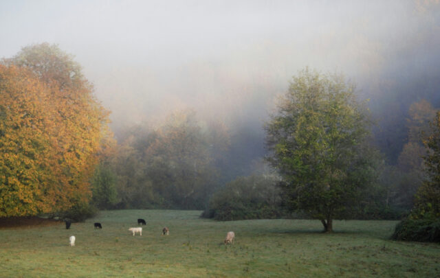 small farm with cows