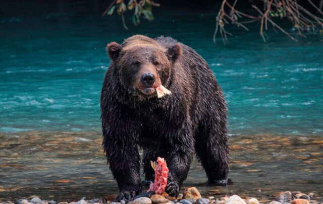 Grizzly bear with salmon