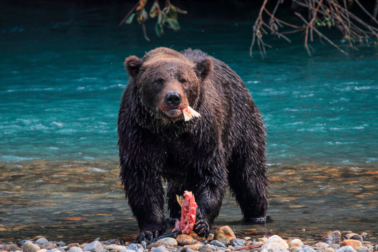 Grizzly bear with salmon