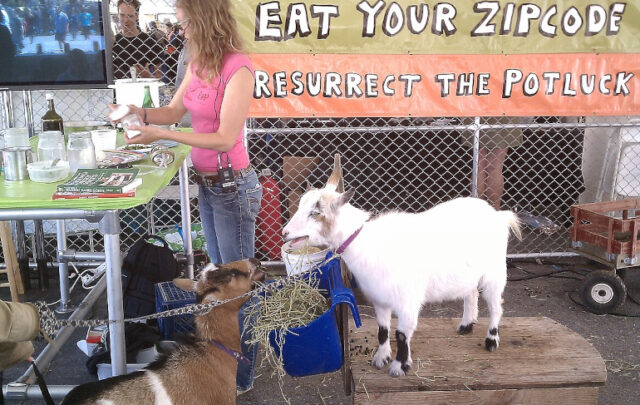 Goats and cheesemaking workshop