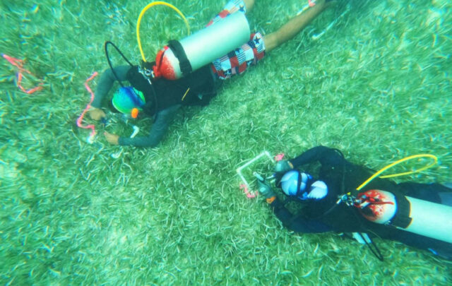 Seagrass restoration efforts in the Colombia Caribbean through nature-based solutions. Credit: E.Mancera.